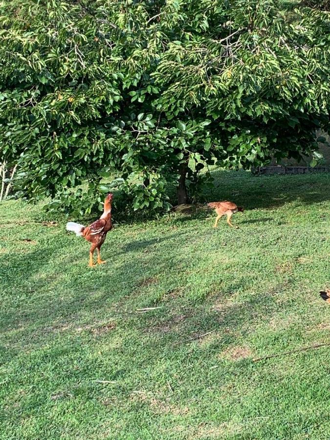 Recanto Da Natureza, Chale Gonçalves Εξωτερικό φωτογραφία